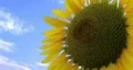 Sunflower Against Sky HD Footage