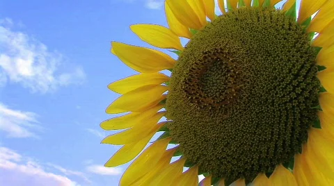Sunflower Against Sky Stock Footage 83887
