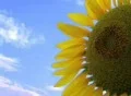 Sunflower Against Sky Footage