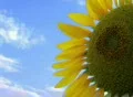 Sunflower Against Sky SD Footage