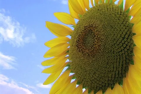 Sunflower Against Sky Stock-Footage 2769226