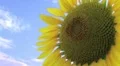 Sunflower Against Sky HD Footage