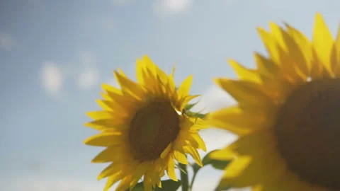 Sunflower against the sunset in motion Stock-Footage 113009373