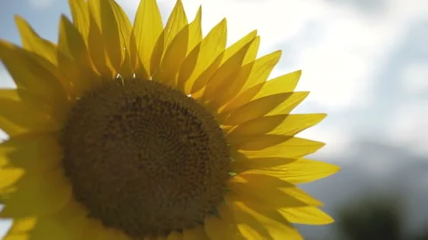 Sunflower against the sunset in motion Stock-Footage 113009430