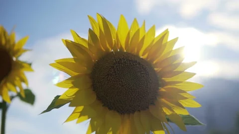 Sunflower against the sunset in motion Stock-Footage 113009469