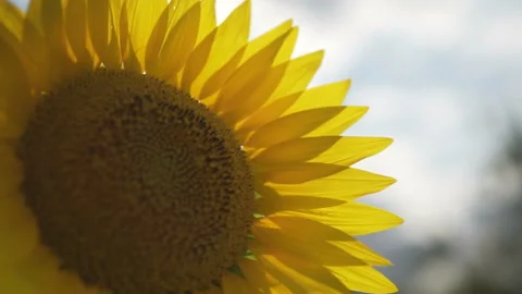 Sunflower against the sunset in motion Stock Footage 113009493