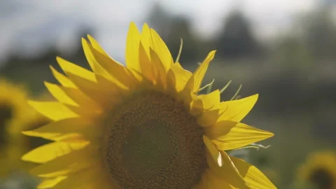 Sunflower against the sunset in motion Stock-Footage 113009569