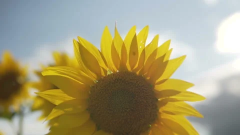 Sunflower against the sunset in motion Stock-Footage 113009725
