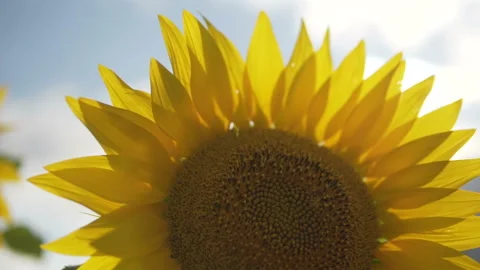 Sunflower against the sunset in motion Stock-Footage 113048109