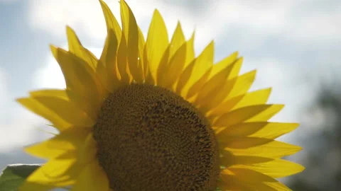 Sunflower against the sunset in motion Stock Footage 113048110