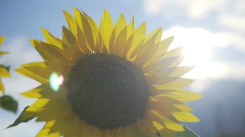 Sunflower against the sunset in motion Stock-Footage 113048112