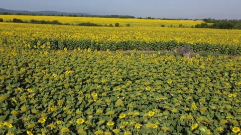 Sunflower agricultural fields. Selective focus Stock Footage 162414103
