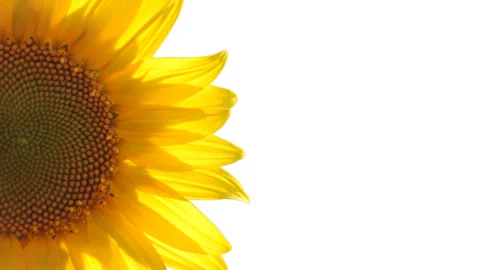 Sunflower alfa 動画素材 106463426