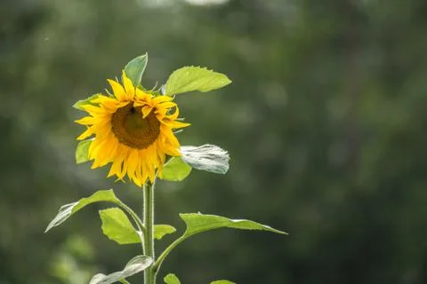 Sunflower alone Stock Photos