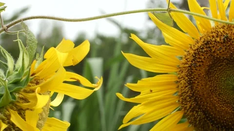 Sunflower and bee Close up . Bright flower of sunflowers with yellow petals. Stock Footage 152324723