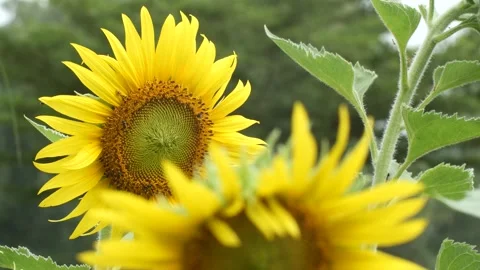 Sunflower and bee Close up . Bright flower of sunflowers with yellow petals Stock Footage 152324724