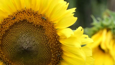 Sunflower and bee Close up . Bright flower of sunflowers with yellow petals. Stock Footage 152324725
