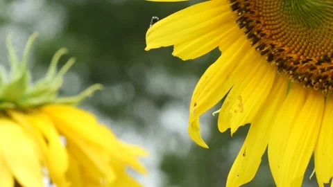 Sunflower and bee Close up . Bright flower of sunflowers with yellow petals. Stock Footage 152324728