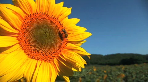 Sunflower And Bee Stock Footage 494354