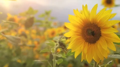Sunflower and Bee Stock Footage 12140760