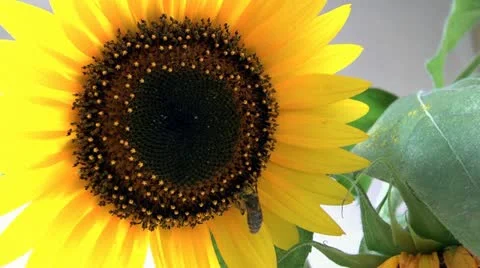 Sunflower and Bee Stock Footage 18134437