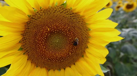Sunflower and Bee Stock Footage 41023395