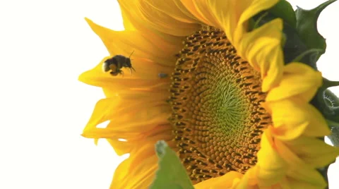 Sunflower And Bee Stock Footage 63596553