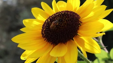 Sunflower and bee Stock Footage 75694656