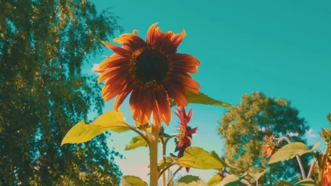 Sunflower and bee Stock Footage 78281838