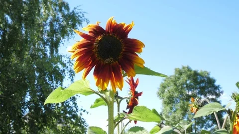 Sunflower and bee Stock Footage 78282122