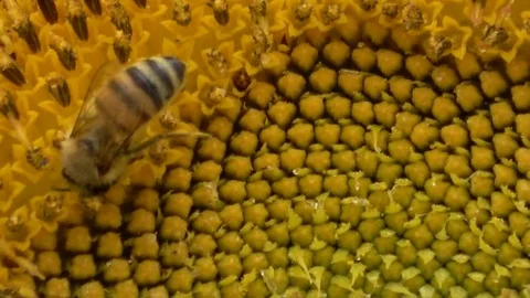Sunflower  and Bee Stock Footage 79081214