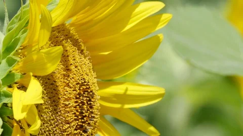 Sunflower and bee Video stock 79620240
