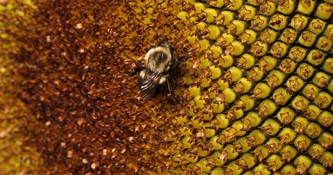 Sunflower And Bee Stock Footage 96699466