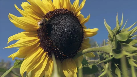 Sunflower And Bee Video stock 284799237