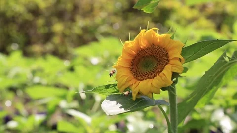 Sunflower and bee in the garden Stock-Footage 310156592