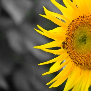 Sunflower and a bee Stock Photos