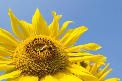 Sunflower and bee Foto stock