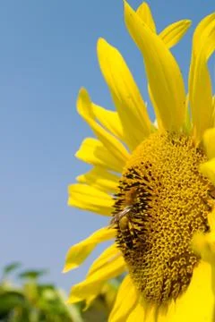 Sunflower and bee Foto stock