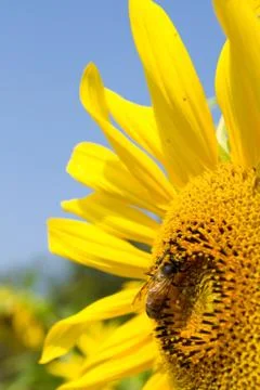 Sunflower and bee Stock Photos