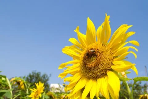 Sunflower and bee Foto stock