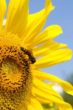 Sunflower and bee Stock Photos