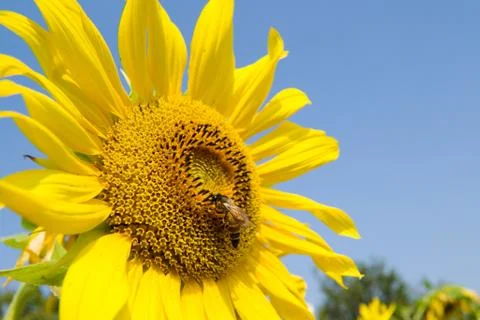 Sunflower and bee Foto stock