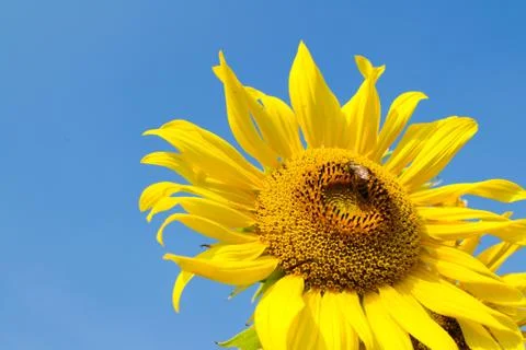 Sunflower and bee Stock Photos