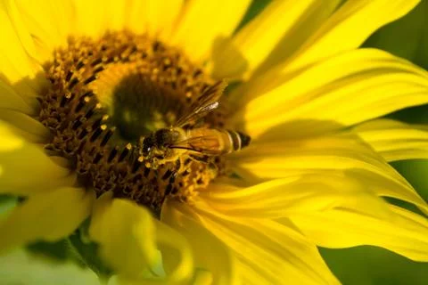 Sunflower and bee Stock Photos
