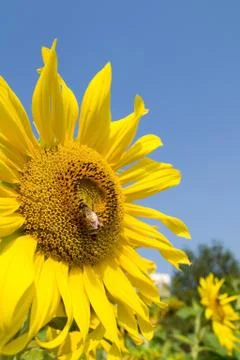 Sunflower and bee Stock Photos