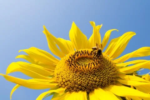 Sunflower and bee Stock Photos