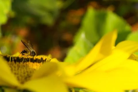 Sunflower and bee Stock Photos