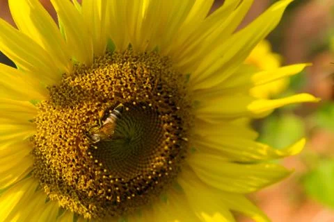 Sunflower and bee Stock Photos