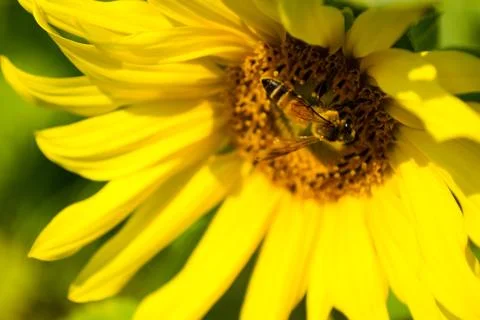 Sunflower and bee Foto stock