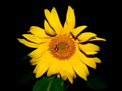 Sunflower and a Bee Stock Photos